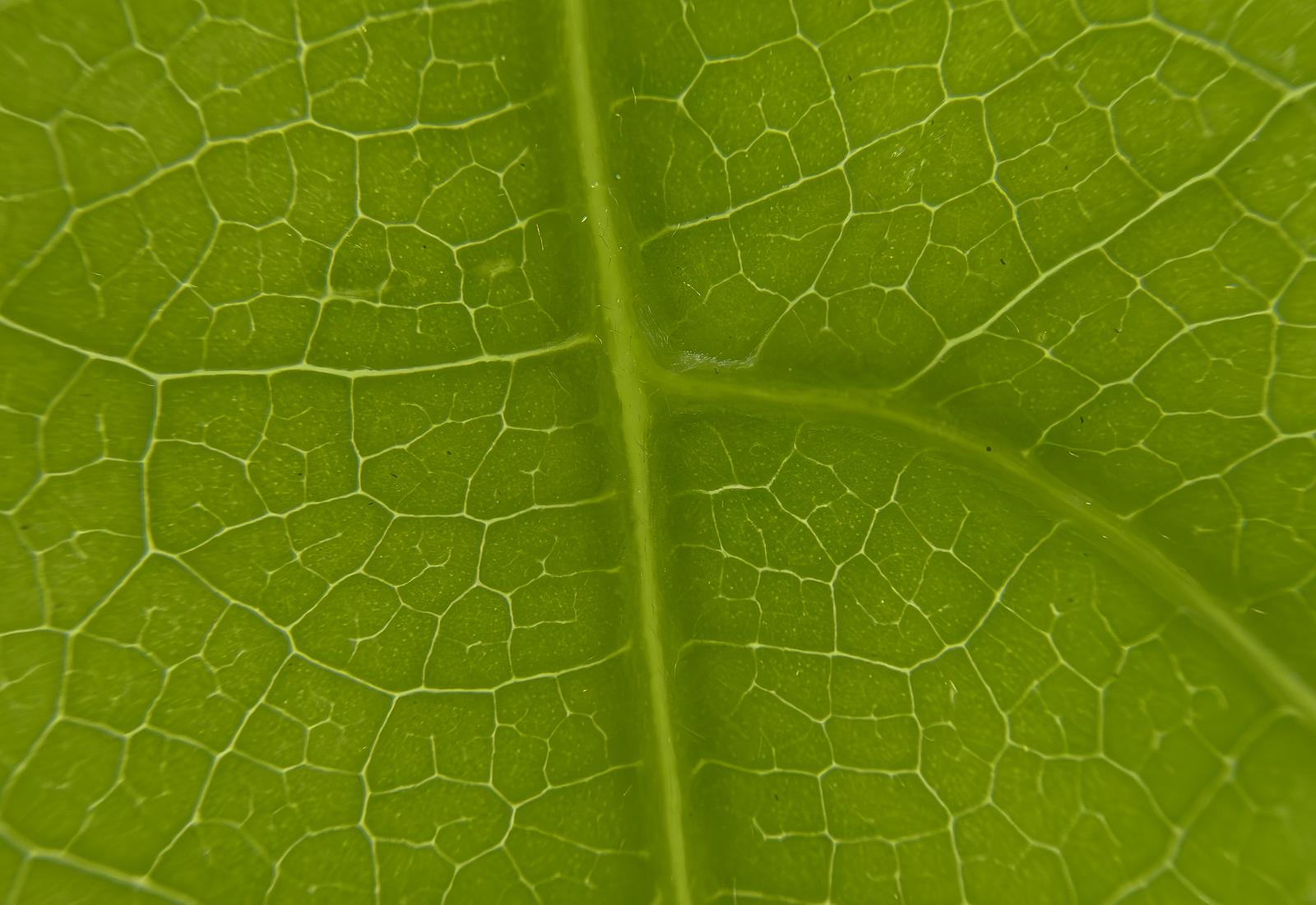 新緑の葉の葉脈を細かく撮影したマクロ接写。黄緑色の葉全体に網目状の葉脈が走っている