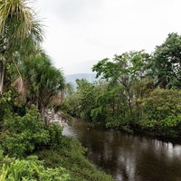 ベネズエラの熱帯ジャングルを流れる茶色い川と密生した樹木の写真