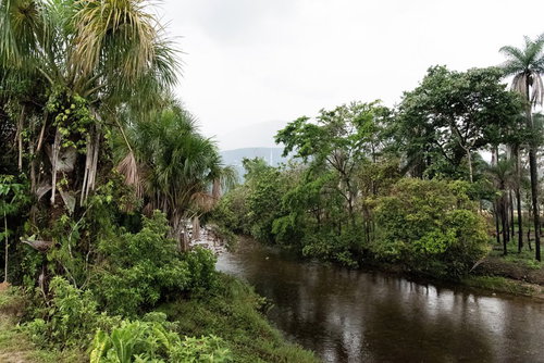 ベネズエラの熱帯ジャングルを流れる茶色い川と密生した樹木