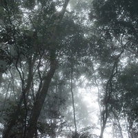 ベネズエラの熱帯雨林に差し込む木漏れ日と密林の樹海風景の写真