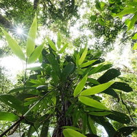 南米のジャングルで差す木漏れ日と緑の森林の風景の写真