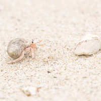 欠けたサンゴとにらめっこをするヤドカリの写真