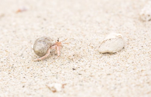 砂の上を歩く渦巻き貝殻を背負ったヤドカリの接写