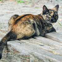 睨みを利かす錆び猫の凛々しい表情 野良猫のポートレートの写真