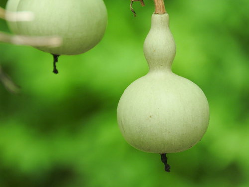 緑の背景にぶら下がるヒョウタンの実と独特のくびれた形状