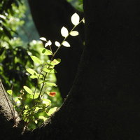 ひだまりに照らされた新緑の枝の春の光と影の写真