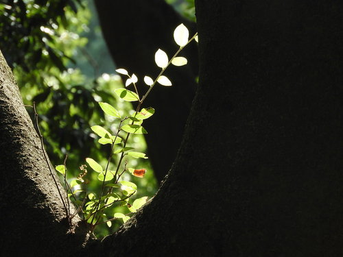 ひだまりに照らされた新緑の枝の春の光と影