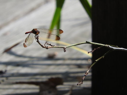 枝に止まる赤とんぼ