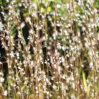 秋風に揺れる白い綿毛のイネ科植物メリケンカルカヤの写真