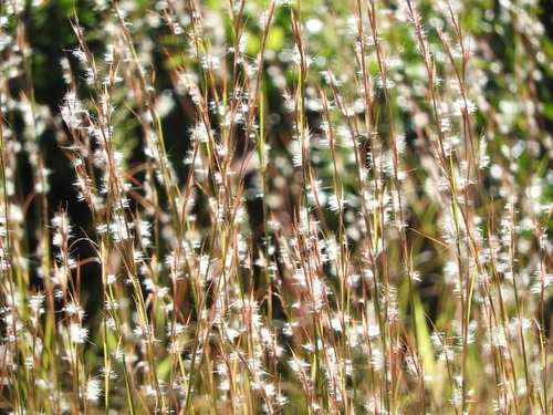 秋風に揺れる白い綿毛のイネ科植物メリケンカルカヤ