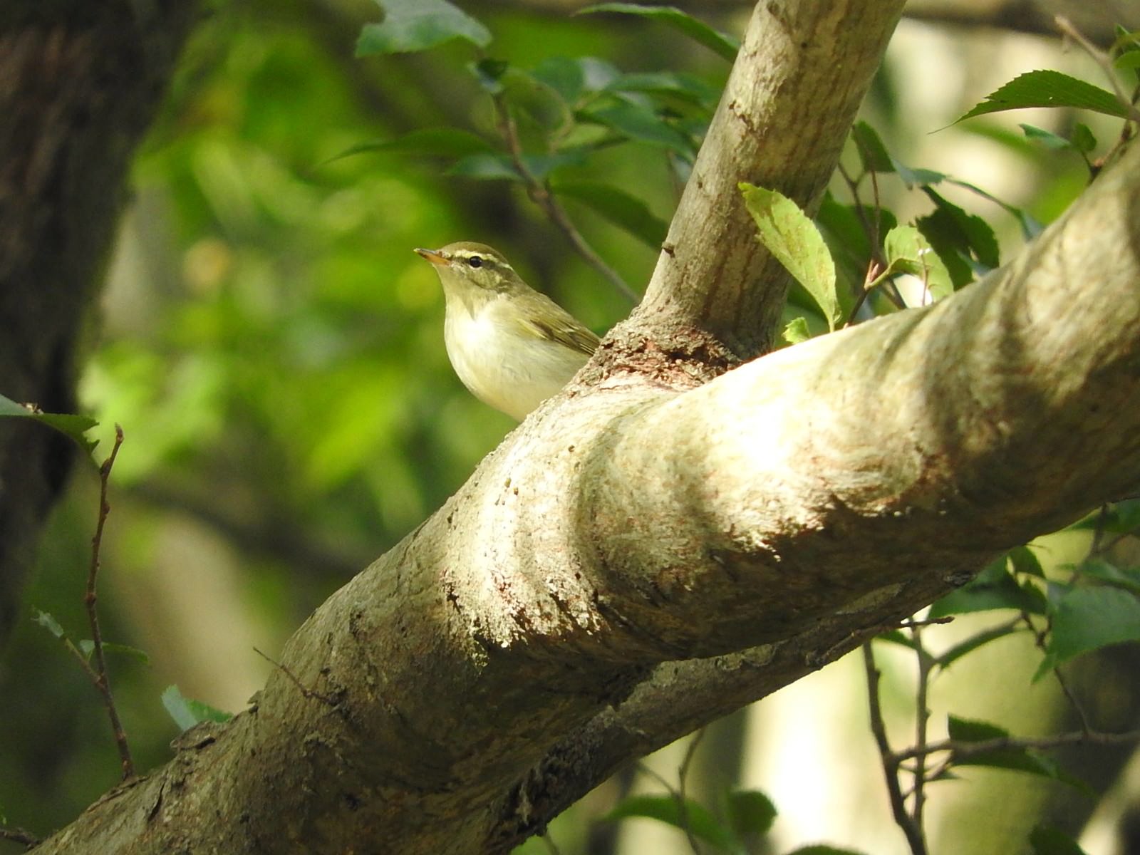 緑の葉に囲まれた木の枝に止まっているムシクイ（野鳥）