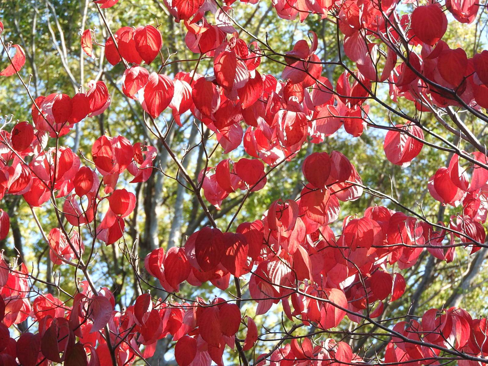 真っ赤に紅葉したハナミズキの葉が枝に密集している秋の風景