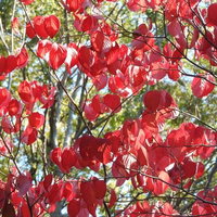秋の庭に真っ赤に紅葉したハナミズキの葉と枝の写真