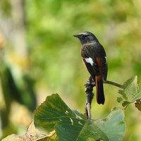 緑の葉が茂る枝にとまるジョウビタキのオスの写真