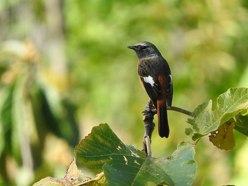 緑の葉が茂る枝にとまるジョウビタキのオス