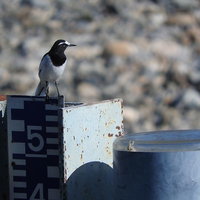 石垣の上に立つセグロセキレイ（野鳥）の写真