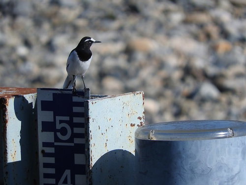 石垣の上に立つセグロセキレイ（野鳥）