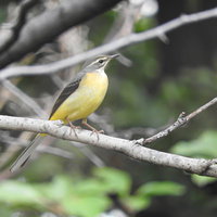 細い枝に止まるキセキレイの写真