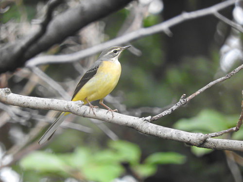 細い枝に止まるキセキレイ