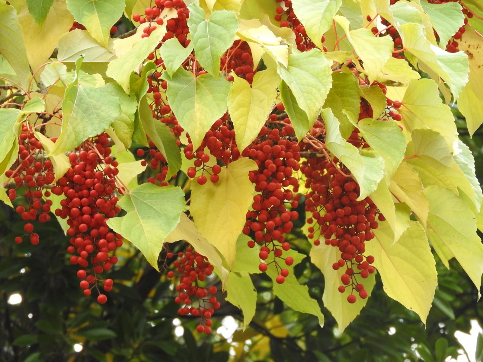 黄色く紅葉したイイギリの葉と房状に実った赤い果実
