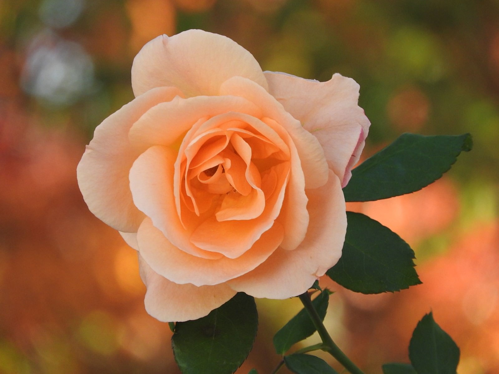 オレンジ色の花びらが美しく咲く薔薇と緑の葉