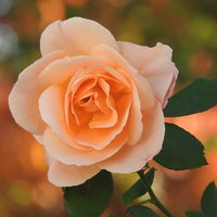 秋に咲くオレンジ色の薔薇の写真