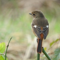 細い枝にとまるジョウビタキのメスの写真