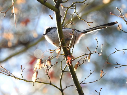 枝に止まるエナガの野鳥