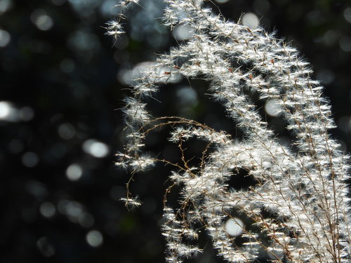 秋のススキの綿毛が風に揺れる自然風景