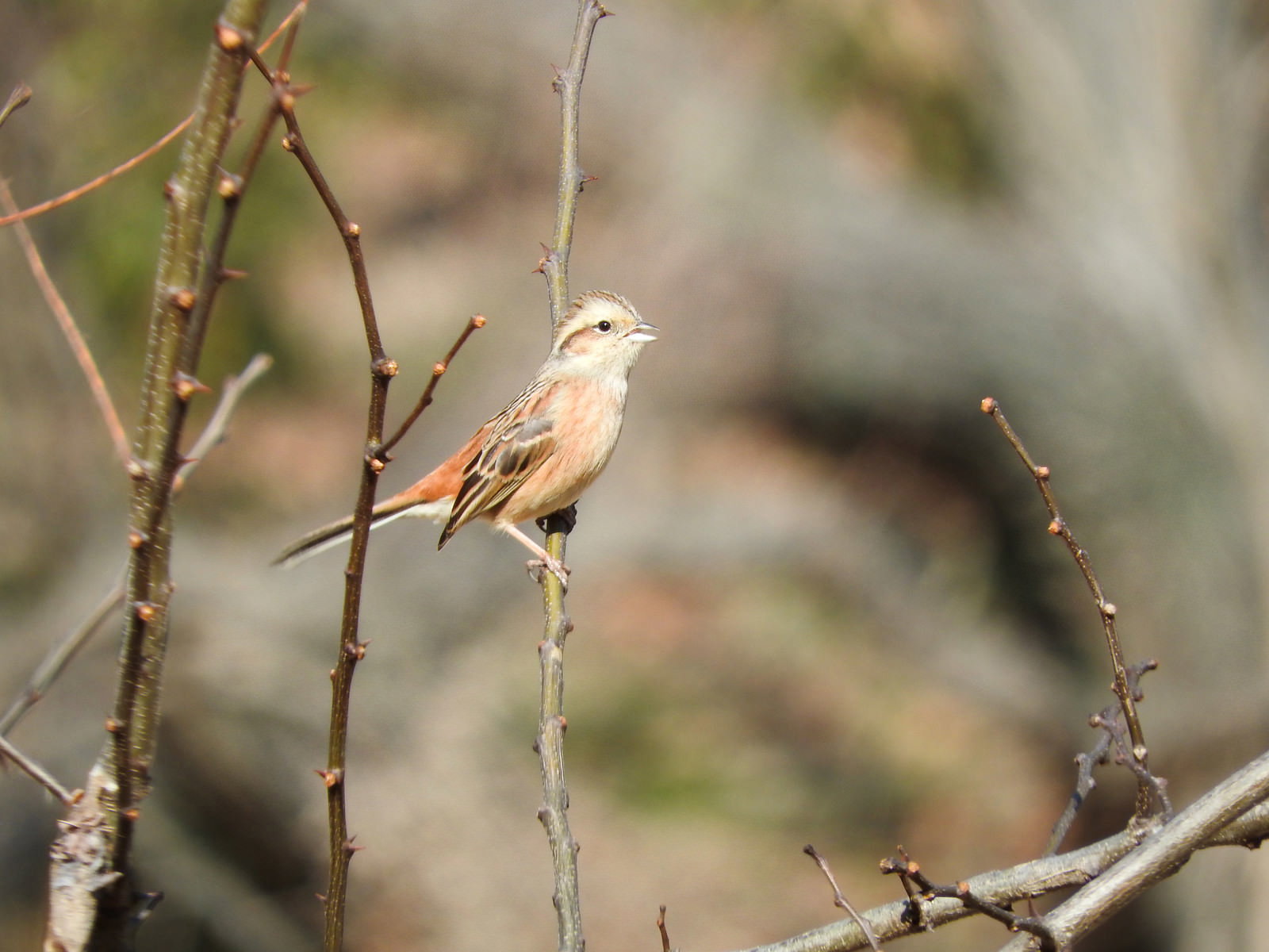 細い枝に止まるホオジロのメス。茶色と白の羽色が美しい野鳥