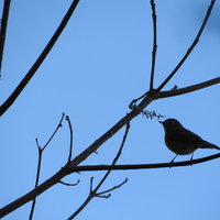 青空を背景に枝に止まるメジロのシルエットの写真