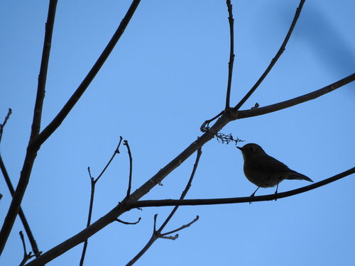 青空を背景に枝に止まるメジロのシルエット