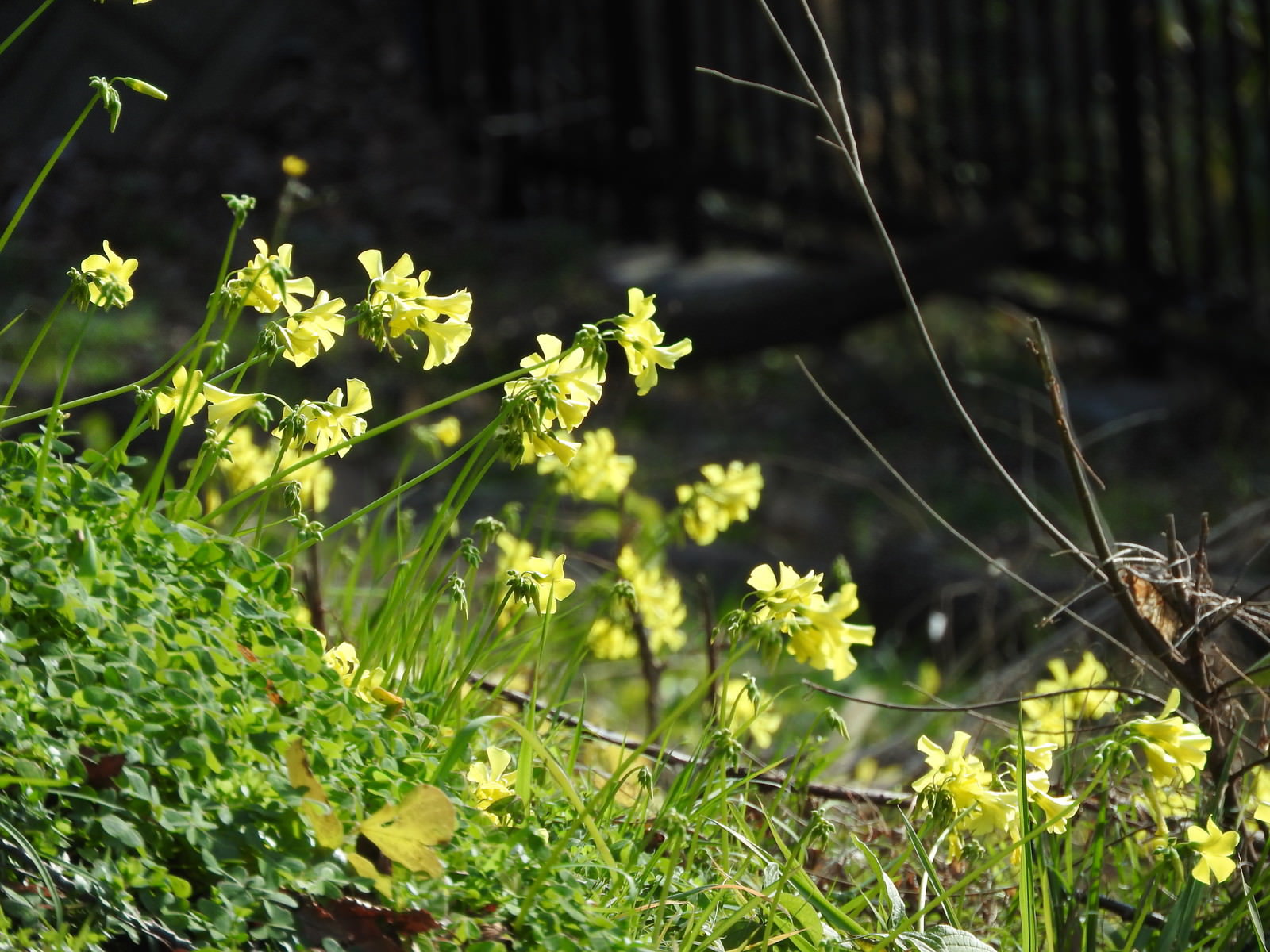 春先の道端に咲く黄色いオオキバナカタバミの花と緑の草