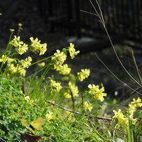 春先の道端に咲くオオキバナカタバミの黄色い花の写真