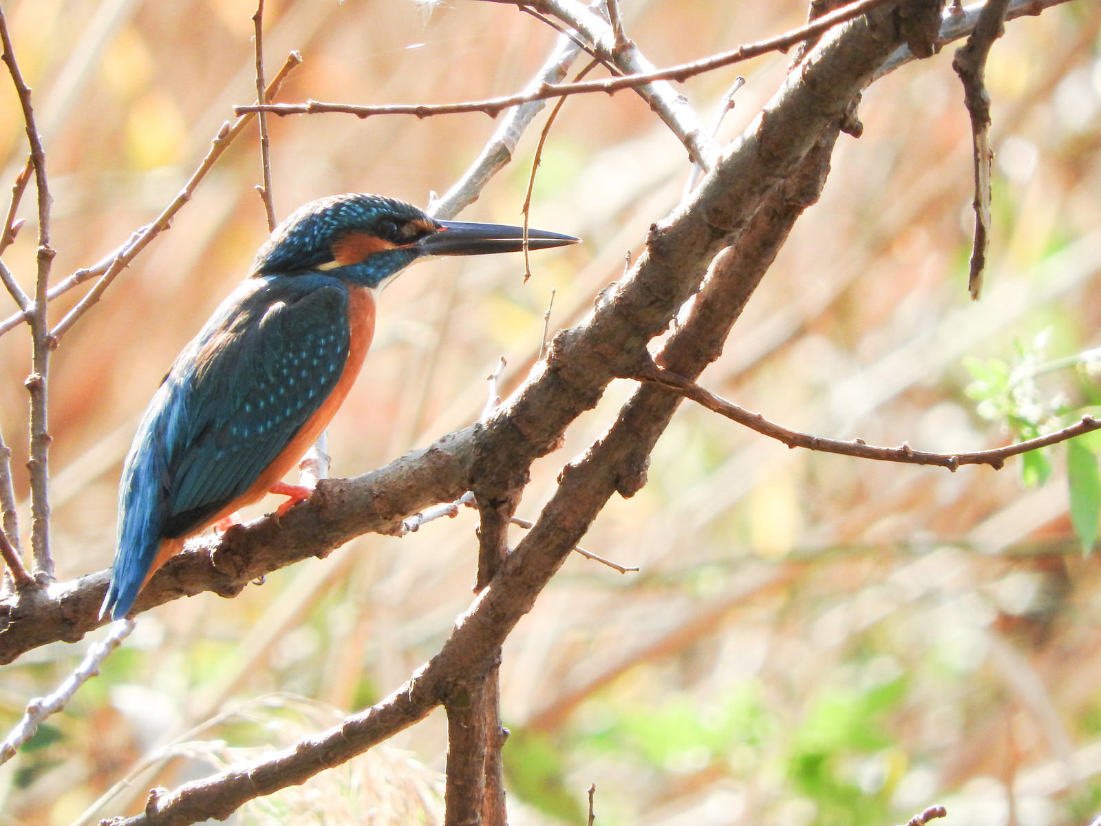木の枝に止まる翡翠色の美しいカワセミの野鳥