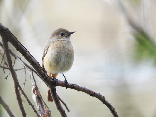 細い枝に止まるジョウビタキのメス（野鳥）