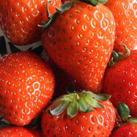 ぎゅっとした実の完熟イチゴ、新鮮で真っ赤に熟した果実の写真