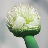 白い球状の花が咲くネギ坊主、緑色の茎と放射状の花弁の写真