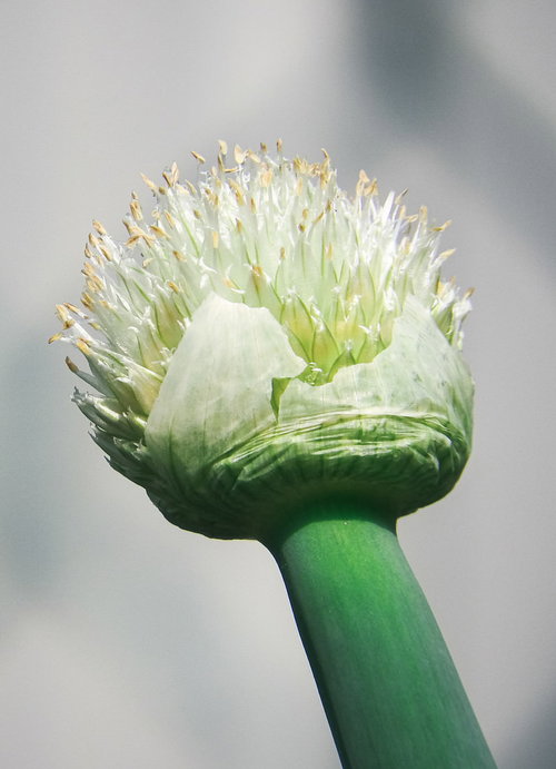 白い球状の花が咲くネギ坊主、緑色の茎と放射状の花弁