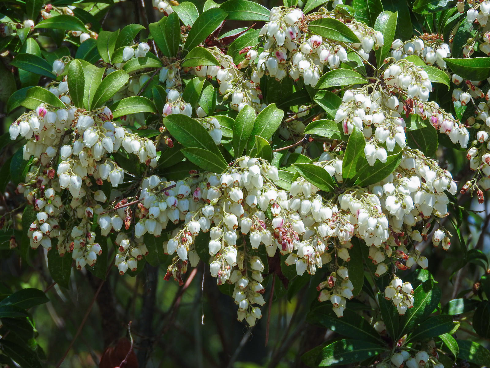 白い小花が房状に咲くアセビ（馬酔木）の花と緑の葉