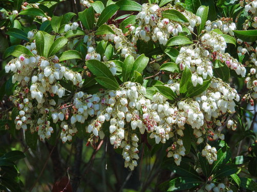 白い釣鐘状の花が垂れ下がるアセビ（馬酔木）