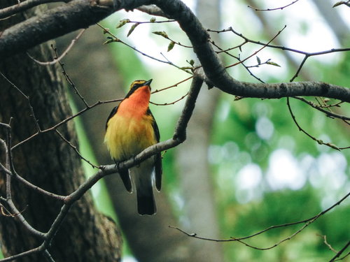 緑の枝にとまるキビタキ｜夏鳥の野鳥観察｜オレンジ色の胸が特徴