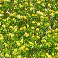 小さな黄色い花が密集するコメツブツメクサの写真