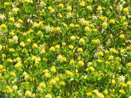 小さな黄色い花が密集するコメツブツメクサ