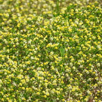河原に群生するコメツブツメクサの黄色い小花の写真