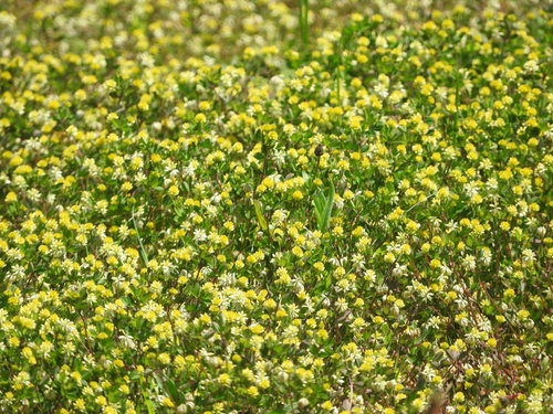 河原に群生するコメツブツメクサの黄色い小花