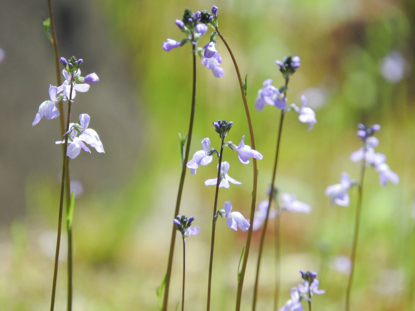 細い茎に紫色の小さな花を咲かせるマツバウンランの花