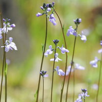 紫色の小花を咲かせるマツバウンランの写真