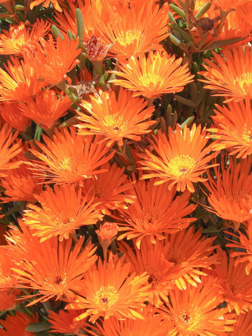 オレンジと赤、黄色に咲くマツバギク（松葉菊）