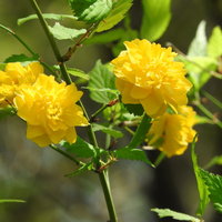 春に咲くヤエヤマブキの黄色い八重咲きの花の写真